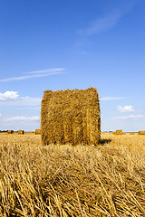 Image showing agricultural field  