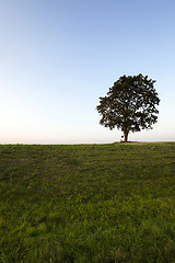 Image showing tree on the hill  