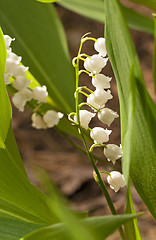 Image showing   lily of the valley 