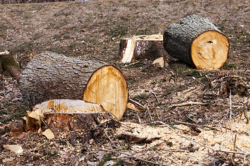 Image showing srubleenny trees  