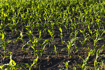 Image showing corn sprouts  