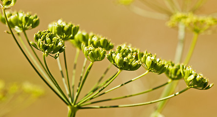 Image showing fennel. close up  