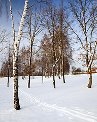 Image showing trees in the winter 