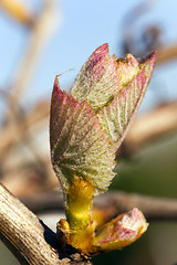 Image showing grapes sprout