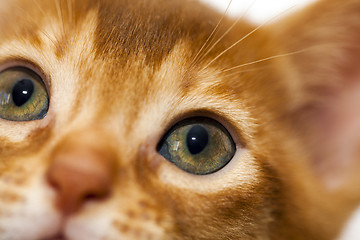 Image showing Abyssinian kitten  