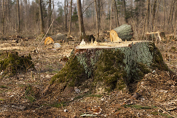 Image showing old trees 