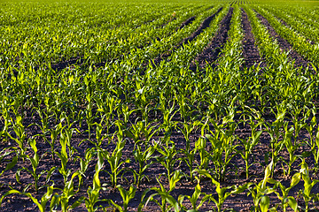 Image showing green corn  