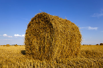 Image showing agricultural field  