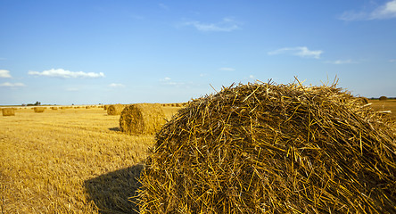 Image showing agricultural field  