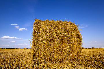 Image showing agricultural field  