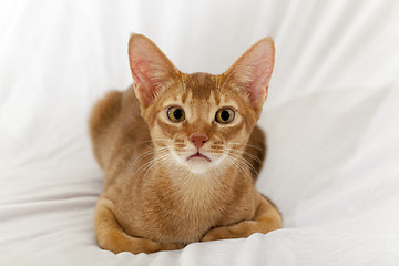 Image showing Abyssinian cat  