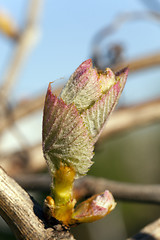Image showing grapes sprout  