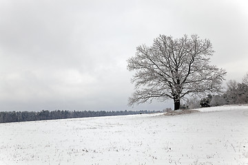 Image showing tree in the field  