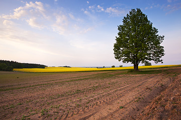 Image showing tree in the field  