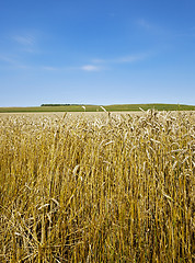 Image showing agricultural field  