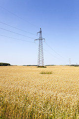 Image showing wheat field  