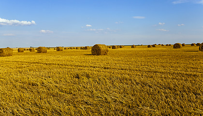 Image showing agricultural field  