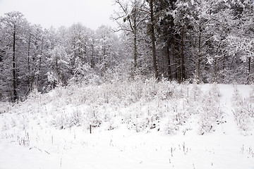 Image showing winter trees  