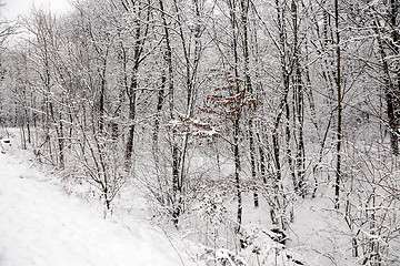 Image showing trees in the winter  