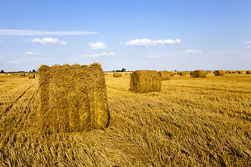 Image showing agricultural field  