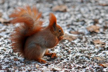Image showing Brown squirrel