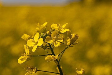 Image showing colza flower  