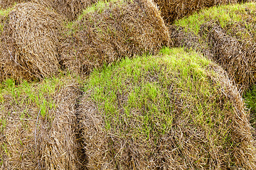 Image showing the sprouted wheat 