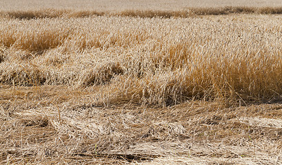 Image showing the destroyed cereals  