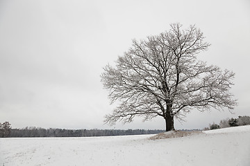 Image showing tree in the field  