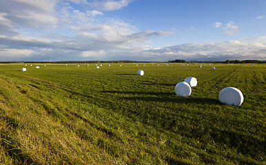 Image showing packed grass  