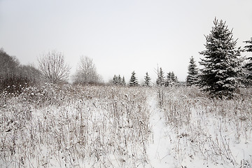 Image showing trees in the winter  