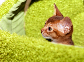 Image showing Abyssinian kitten  