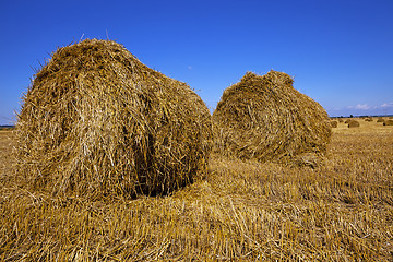 Image showing agriculture  