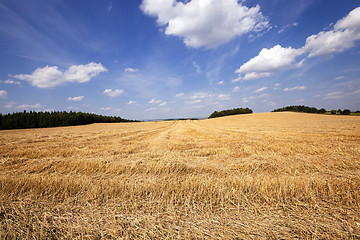 Image showing slanted wheat  