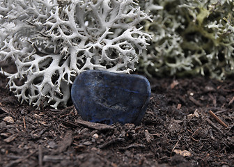 Image showing Dumortierite on forest floor