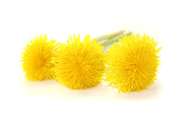 Image showing beautiful fresh yellow Dandelions