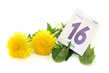 Image showing yellow Dandelions with calendar sheet