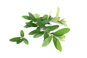Image showing fresh olive branches