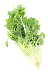 Image showing Turnip green leafs