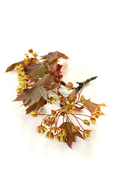 Image showing beautiful Maple blossoms