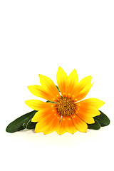 Image showing Gazania with leafs