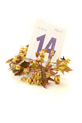 Image showing Maple blossoms with calendar sheet