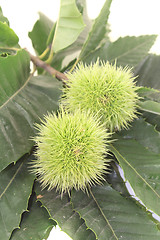 Image showing two Chestnut