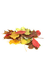 Image showing decorative autumn foliage