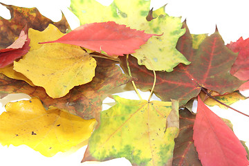 Image showing colorful autumn foliage