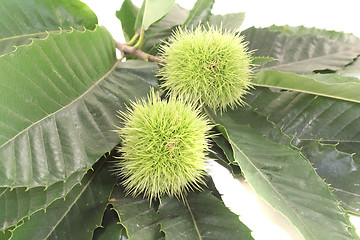 Image showing Chestnut with leaves