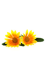 Image showing Gazania with blossoms