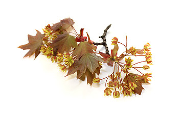 Image showing fresh beautiful Maple blossoms