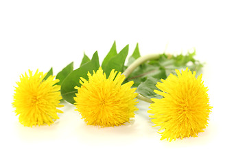 Image showing fresh yellow Dandelions