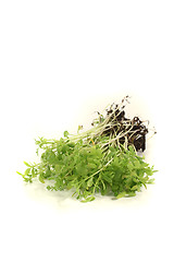 Image showing fresh garden cress